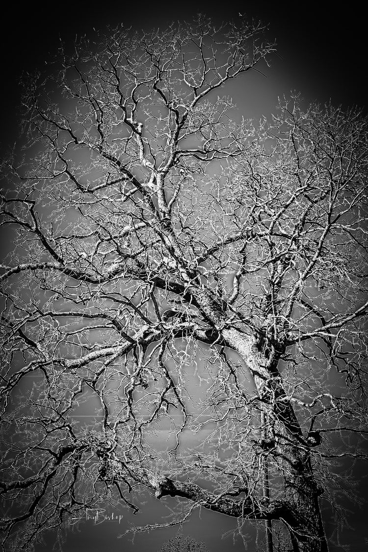Winter Tree