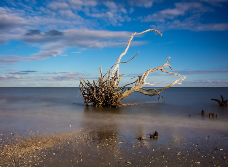 Botany Bay 1- Ships within 2 weeks