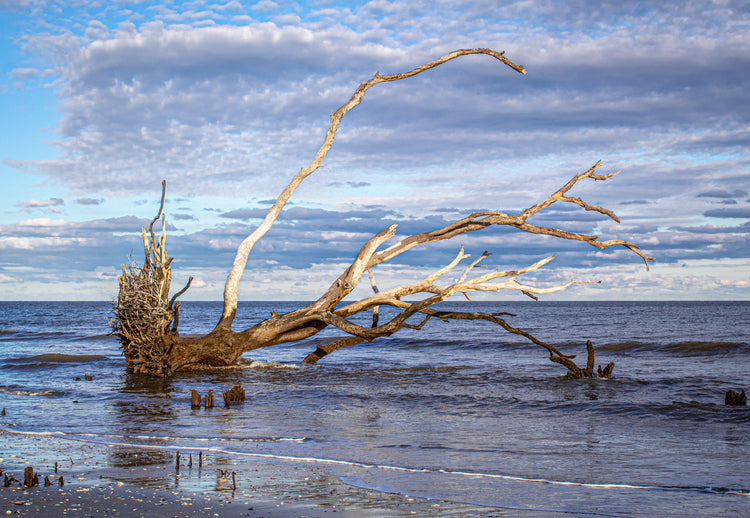 Botany Bay 3- Ships within 2 weeks