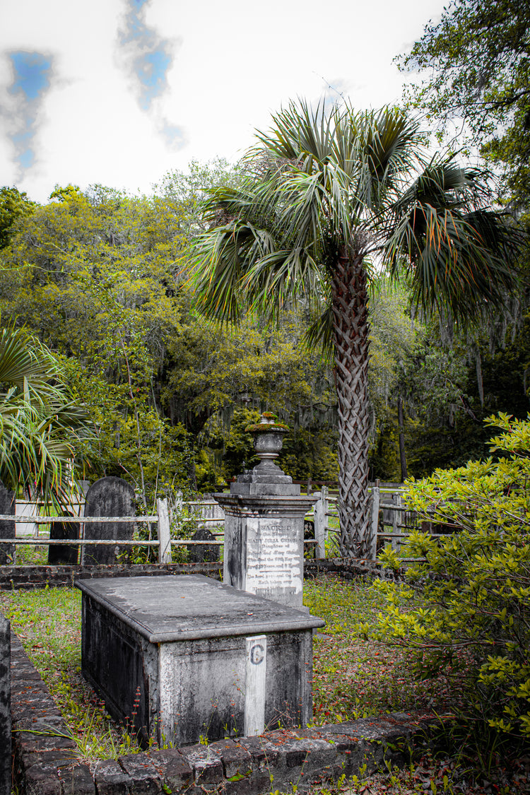 Fine art photograph titled “Edisto Presbyterian Palm” by Amy Bishop