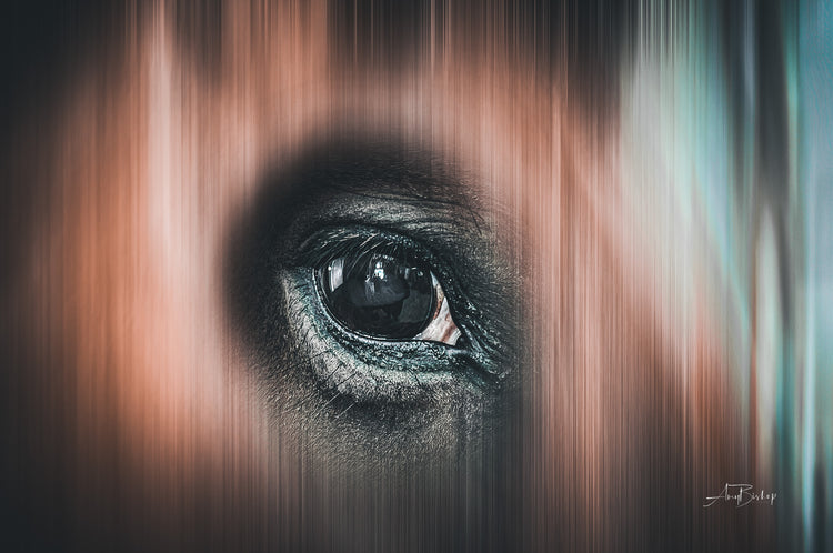 Eye of the Horse- Fine art print