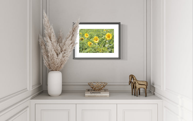 Dorothea Dix Sunflower Park 2