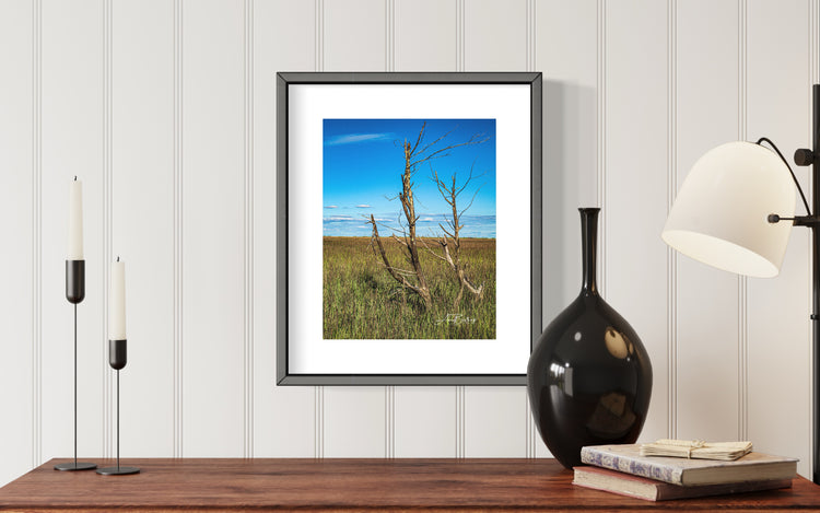 Botany Bay Marsh