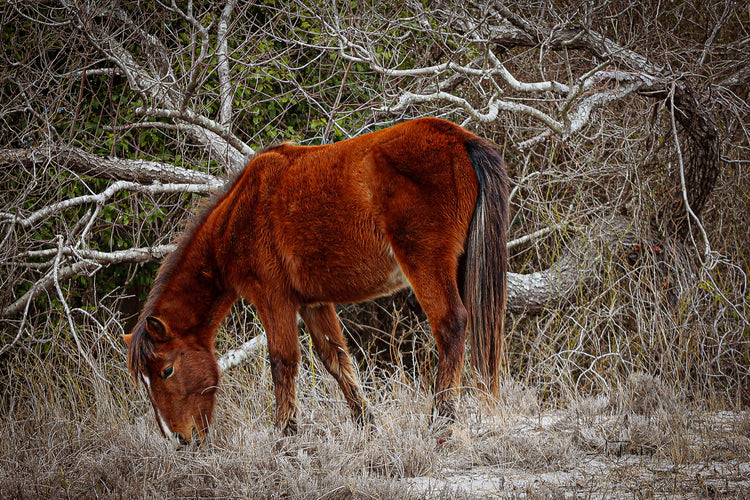 Chief- The Assateague Island Collection Collection