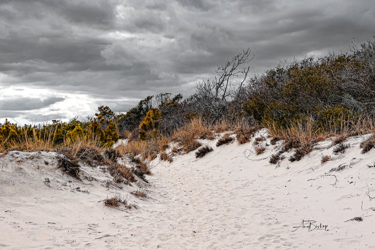 Winter Dunes- The Assateague Island Collection