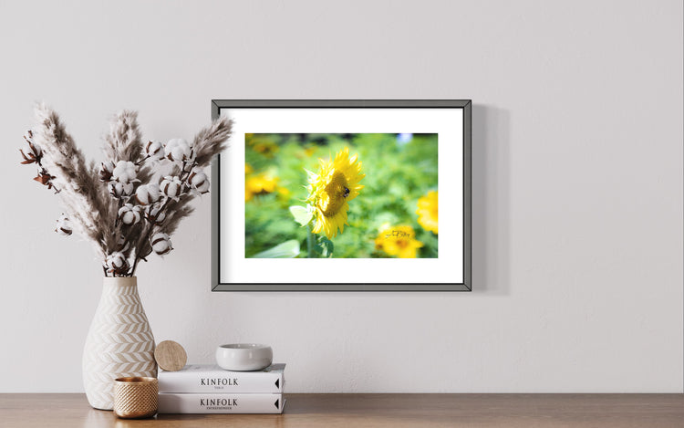 Dorothea Dix Sunflower Park 5