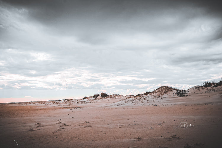 Assateague Dunes