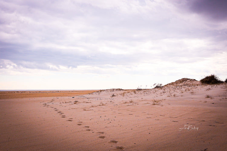 Assateague Dunes