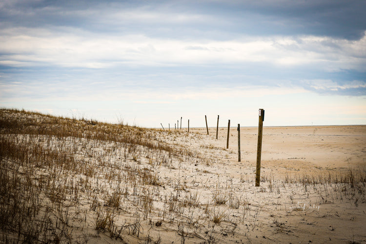 Assateague Dunes