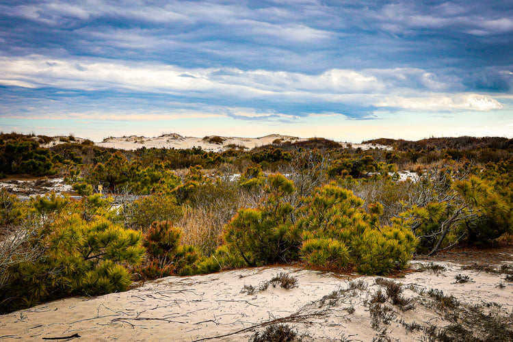 Assateague Dunes