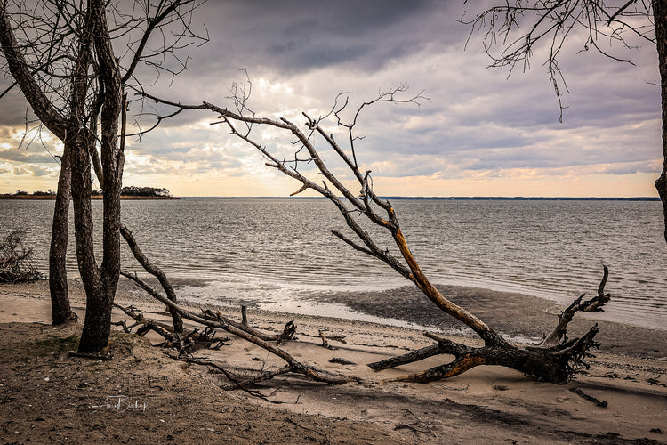 Beach Trees- The Assategue Island Collection