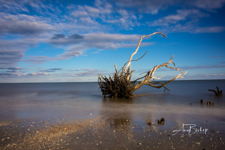 Botany Bay 1
