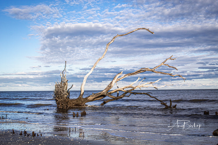 Botany Bay 3