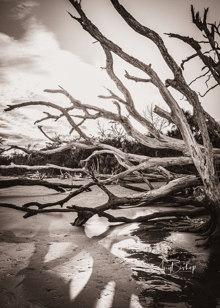 Botany Bay 4