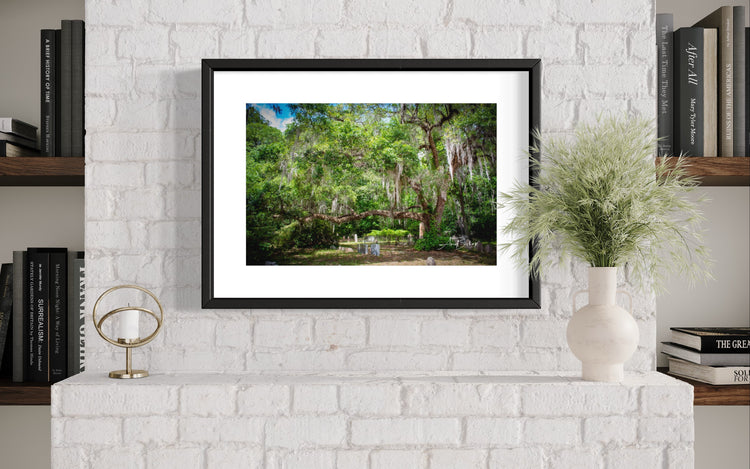 Edisto Presbyterian Live Oak