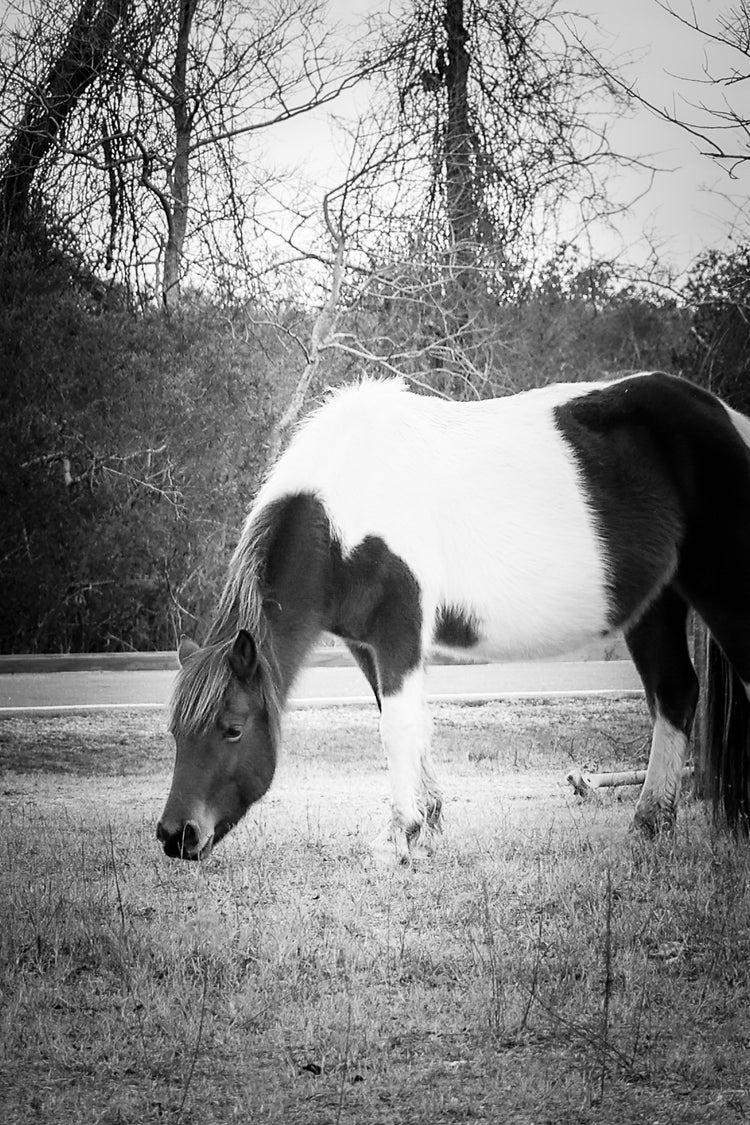 Linda Rae's Autumn Glory BW- The Assateague Collection