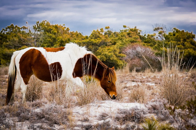 Susie Solé 5- The Assateague Island Collection