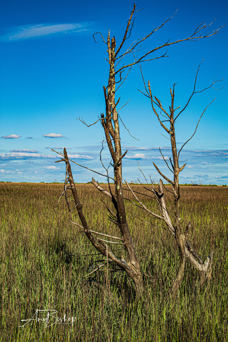 Botany Bay Marsh