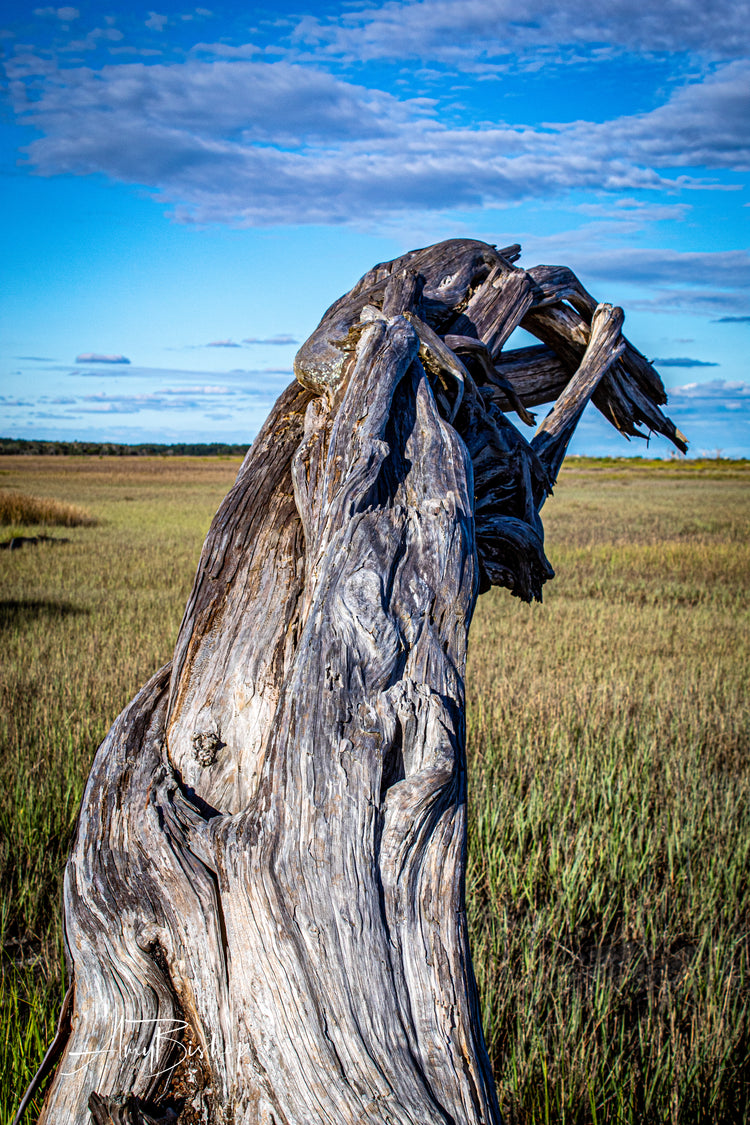 Botany Bay Marsh 2