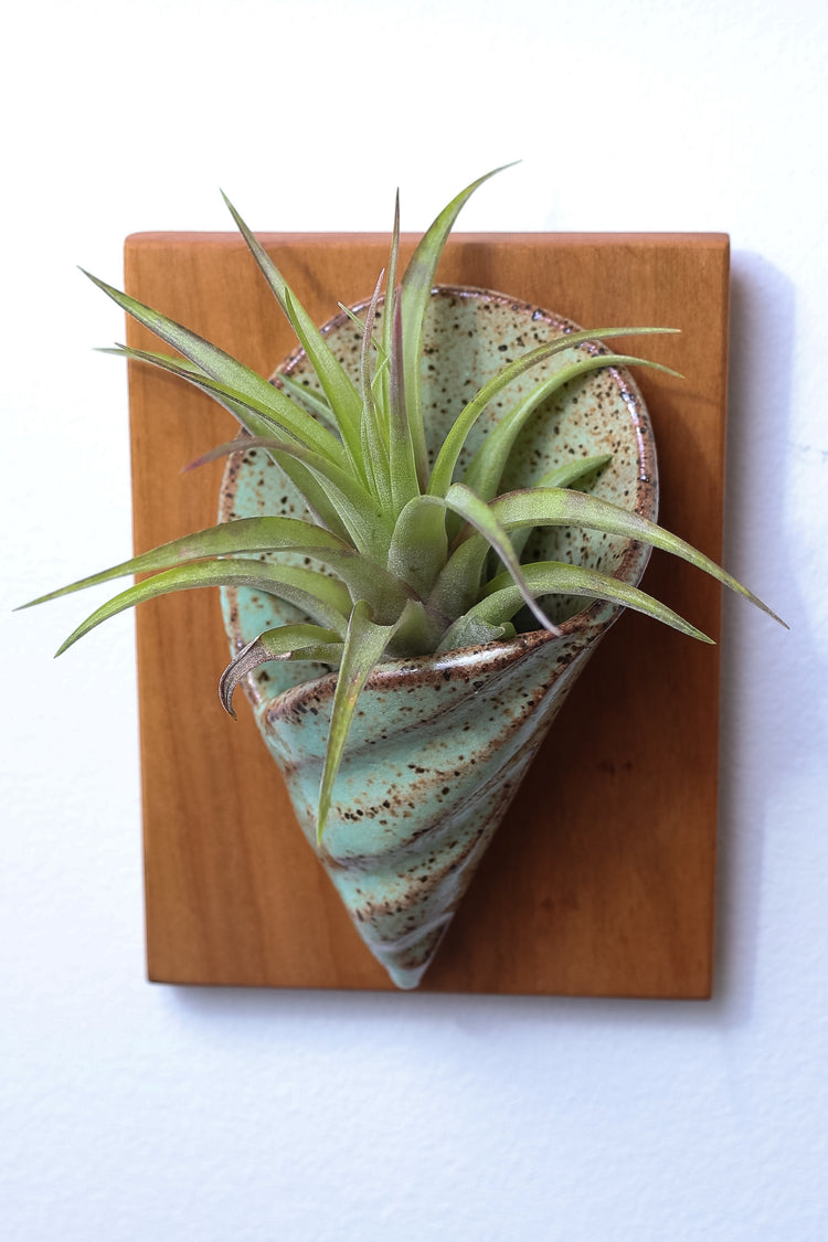 Ceramic and Cherry Wood Air Plant Holder