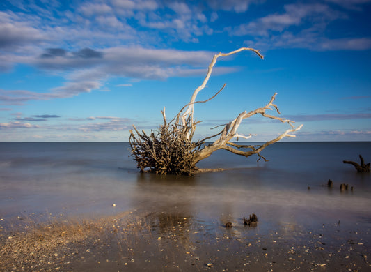 Botany Bay 1- Ships within 2 weeks