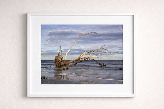 Botany Bay 3- Ships within 2 weeks