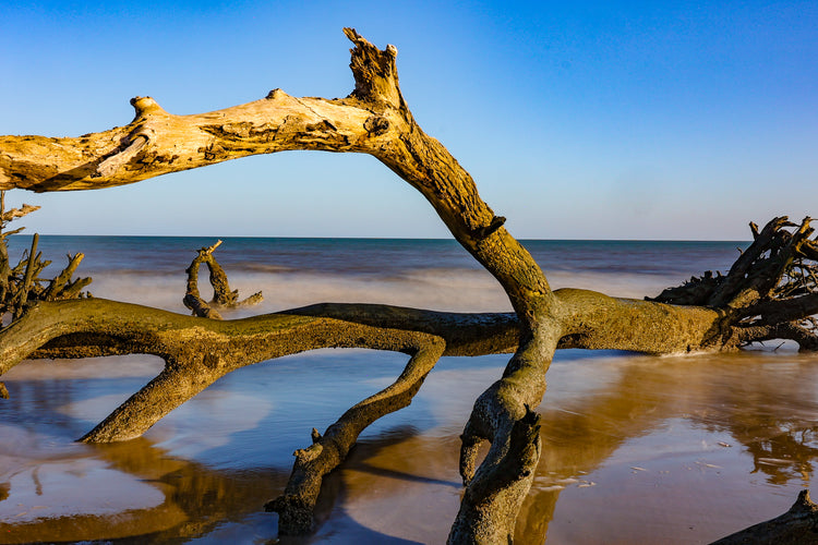 Botany Bay 6- Ships within 2 weeks