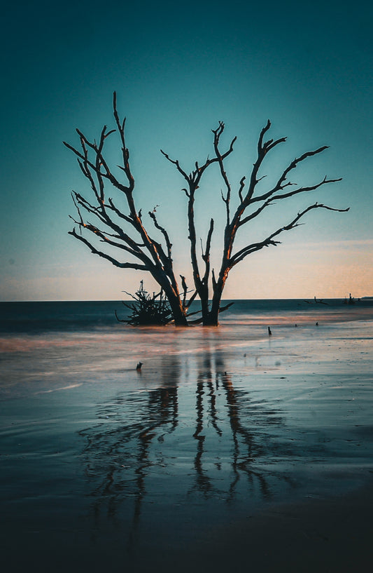 Botany Bay 7- Ships within 2 weeks