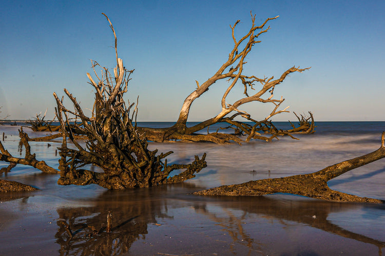 Botany Bay 8- Ships within 2 weeks