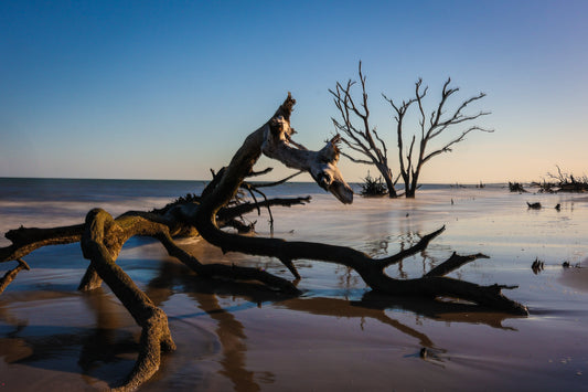 Botany Bay 9- Ships within 2 weeks