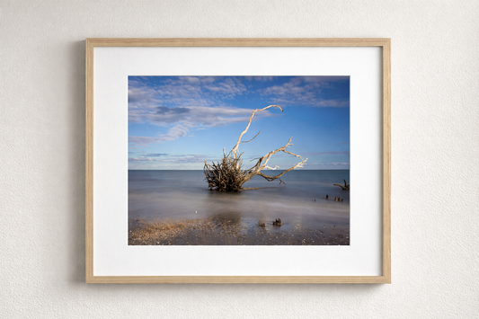 Botany Bay 1- Ships within 2 weeks