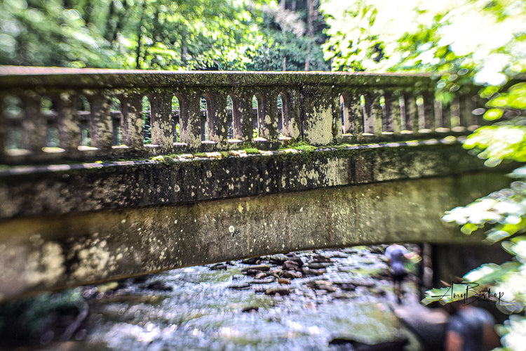 Bridge at Moore Cove Trail