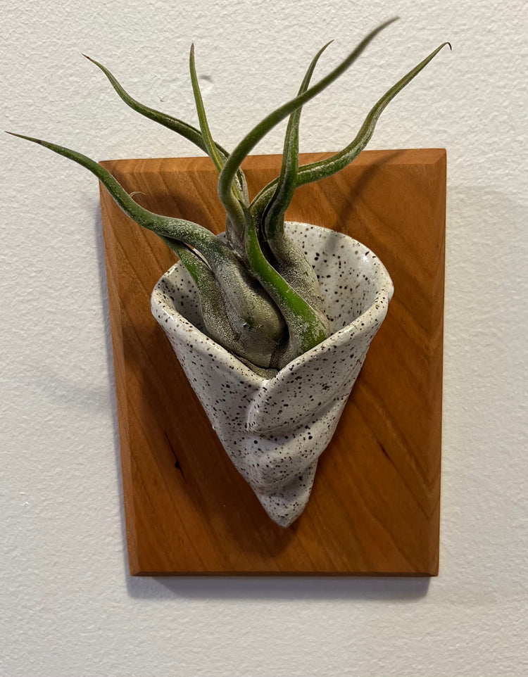 Ceramic and Cherry Wood Air Plant Holder