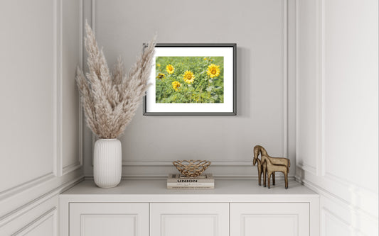 Dorothea Dix Sunflower Park 2