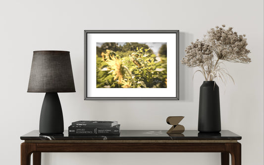 Dorothea Dix Sunflower Park 1