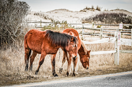 Band of Brothers- The Assateague Island Collection