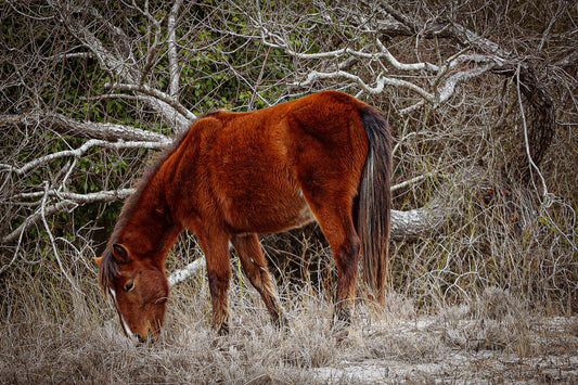 Chief- The Assateague Island Collection Collection