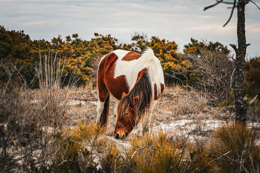 Susie Solé - The Assateague Island Collection Collection