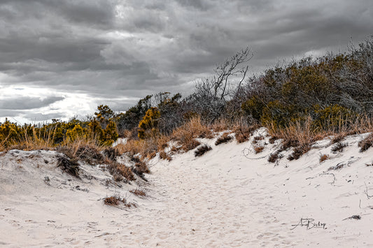 Winter Dunes- The Assateague Island Collection