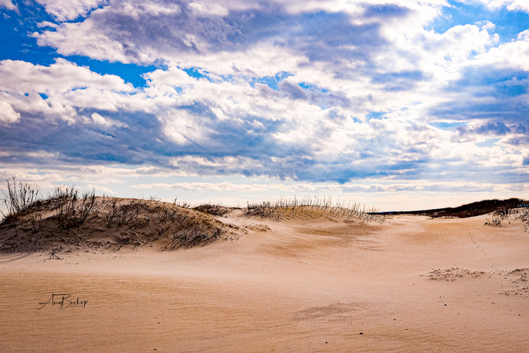 Assateague Dunes