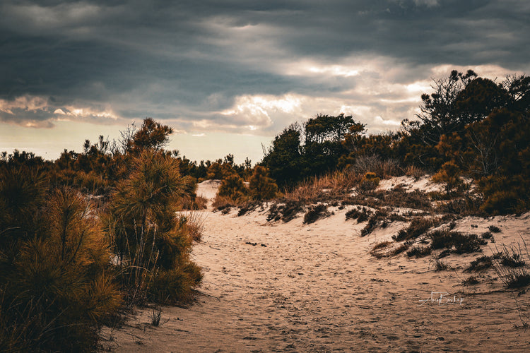 Assateague Dunes