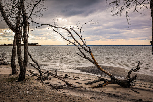 Beach Trees- The Assategue Island Collection