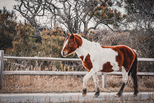 Billy Bob- The Assateague Island Collection