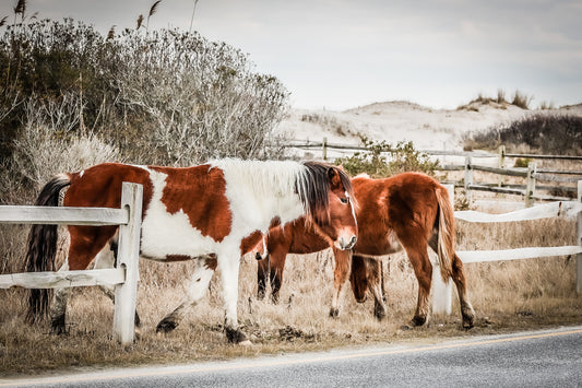 Billy Bob's Band- The Assateague Island Collection