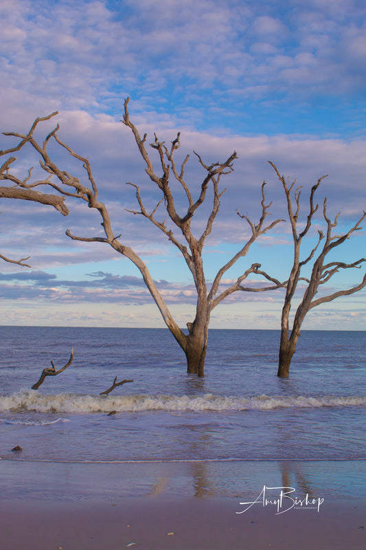 Botany Bay 2