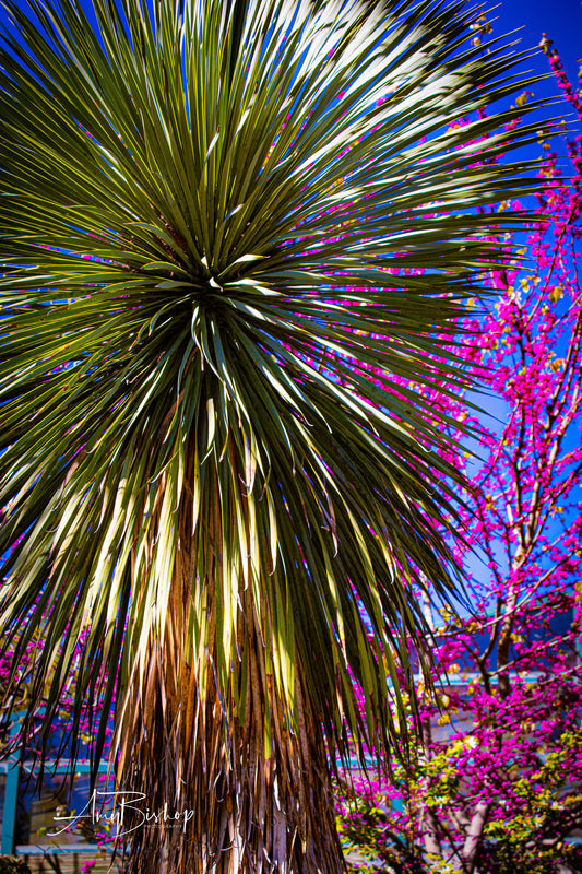 Botanical Garden Palm