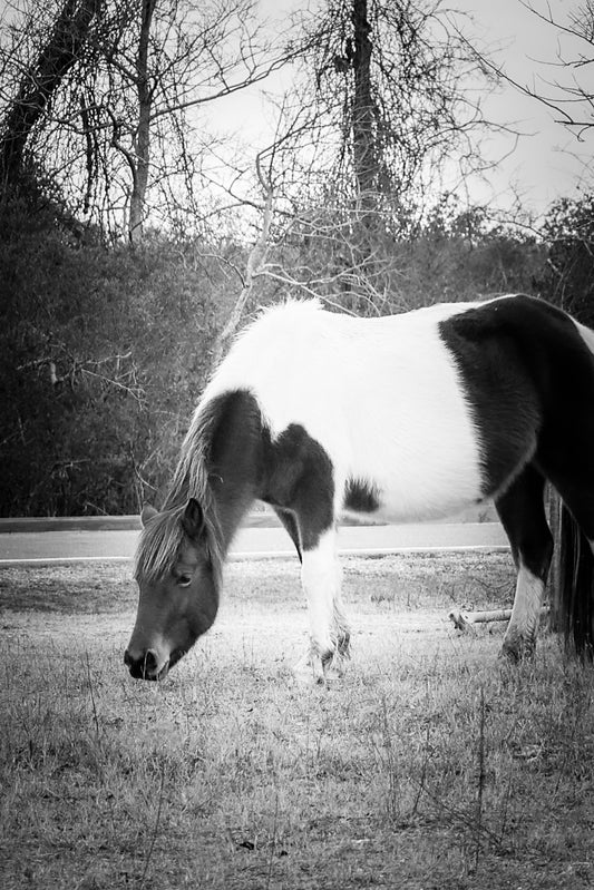 Linda Rae's Autumn Glory BW- The Assateague Collection