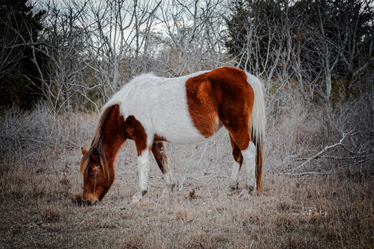 Linda Rae's Autumn Glory- The Assateague Collection