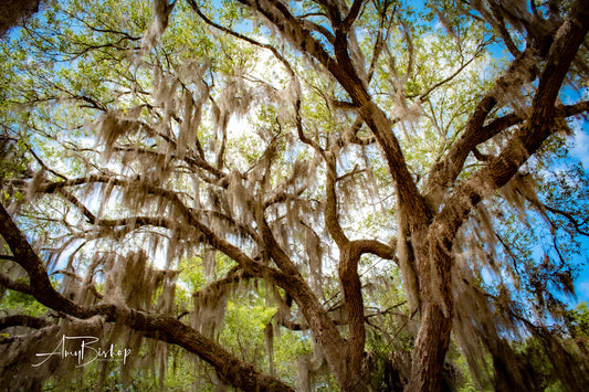 Edisto Live Oak
