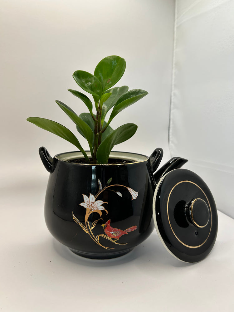 Potted Peperomia in Tea Pot